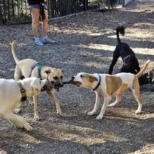 Dog Park at Mario Lanza Park